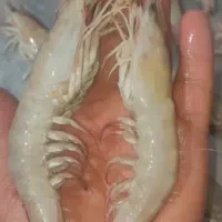 استخدام نیروی خانم