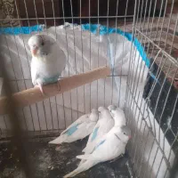 جوجه مرغ عشق