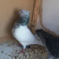 کبوتر کله سبز