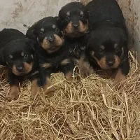 توله روتوایلر