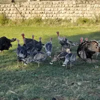 بوقلمون کردی نر وماده