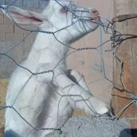 بزسانن بزغاله|حیوانات مزرعه|خواف, |دیوار