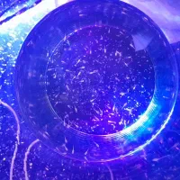 بچه ماهی گوپی
