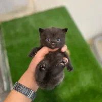 بریتیش چاکلت و اسکاتیش