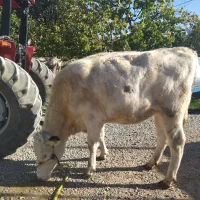 گاو نوبر هلشتاین ۶ماه آبستن نژاد عالی|حیوانات مزرعه|درودزن, |دیوار