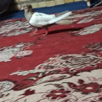 کبوتر رنگی|پرنده|شوشتر, |دیوار