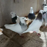 طوقی|پرنده|سرپل ذهاب, |دیوار