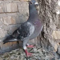 کبوتر پلاکی جوجه زاری گرفتنی