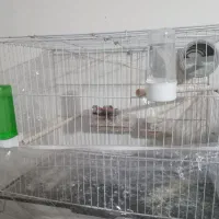 لوازم|ماهی|مشهد, امیریه|دیوار