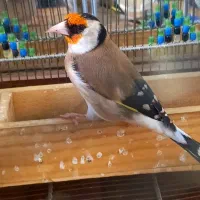 سهره   مست  کت شل کن حنجره دار