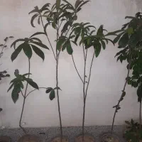 نهال ازگیل جوان