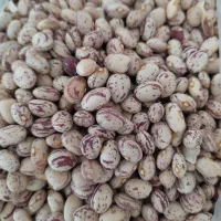 فروش لوبیاخمین زیر قیمت