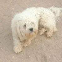 سگ اشپیتز|سگ|شاهرود, |دیوار