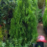 خدمات باغبانی. هرس کاری. صفر تا  صد.    سیار