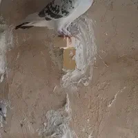 ماده پلنگ شامی مگس کاکل