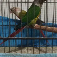 گرینچک جفت باقفس لونه