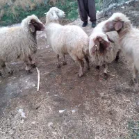 گوسفند. میش