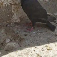 کبوتر با اصالت دار