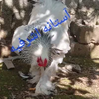 تخم برهما لایت اصیل|حیوانات مزرعه|رشت, اسماعیل آباد|دیوار