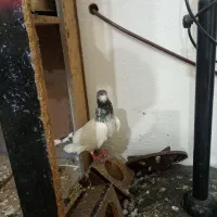 نر کله مهر و نر سرور