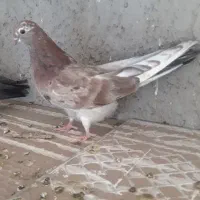 جفت کبوتر سرور