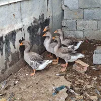 غاز محلی بالغ|حیوانات مزرعه|نوشهر, |دیوار