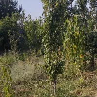 فروش قطعات ۵۰۰متری در منطقه خوش آب و هوا|فروش زمین و ملک کلنگی|چناران, |دیوار