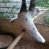 کبوتر نر  ماده پاکستانی معاوضه با طوطی برزیلی|پرنده|رشت, پسیخان|دیوار