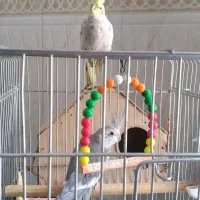 عروس هلندی روی۵تا تخم