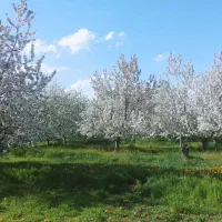 باغ و زمین زراعی جاده روستای پسک (خوی)