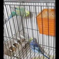 فروش مرغ عشق خوش رنگ مولد