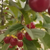 دوقطعه زمین باغی 360متر و80متر تجاری حاشیه جاده