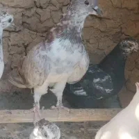 چن عدد کبوتر فروشی