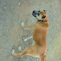 ماده خراسانی خالص