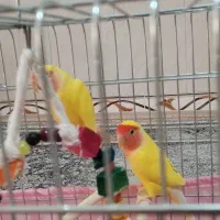 یک جفت طوطی برزیلی|پرنده|قرچک, زیبا شهر|دیوار