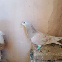 کبوترها همه سالم به شرط تخم و جوجه