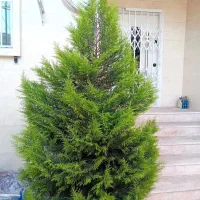 درخت کاج لاوسون