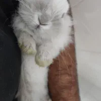 خرگوش لوپ سفید