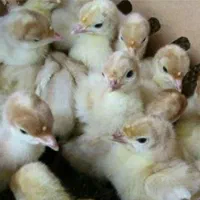 بوقلمون بیوتی (گوشتی )|حیوانات مزرعه|قزوین, |دیوار