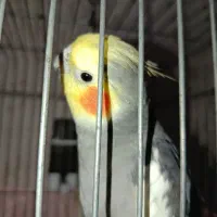 یک جفت عروس هلندی کار داده