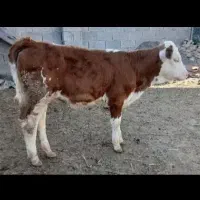 گوساله ماده سمینتال