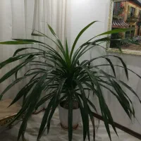 گل پاندانوس|گل و گیاه طبیعی|مشهد, کارمندان دوم|دیوار