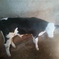 گاو سمینتال با گوساله|حیوانات مزرعه|ایجرود, |دیوار