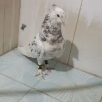 سار هفرنگ سینه سیاه|پرنده|مشهد, قائم|دیوار