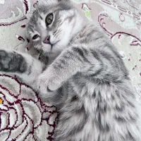 واگذاری توله گربه