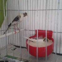 یک جفت قناری یکسر