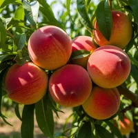 فروش نهال هلو انجیری خوش‌طعم و پرفروش