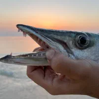 فروش ماهی جاش صید امروز