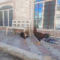 تخم مرغ نطفه دار لاری
