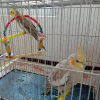 عروس هلندی